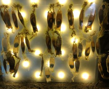 Illuminated christmas decorations hanging at night