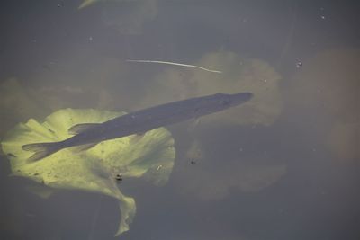 Close-up of fish swimming in sea