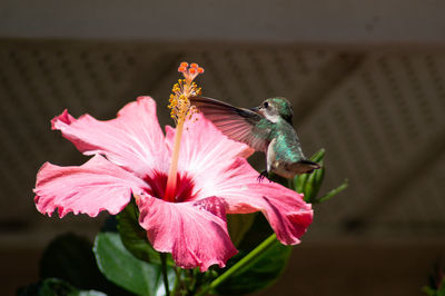 Close-up of honey bee pollinating flower