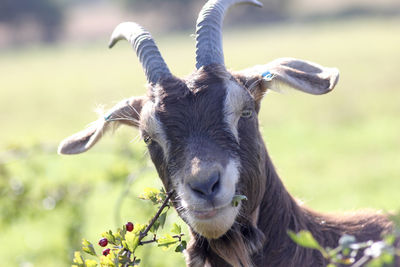 Close-up of goat on field