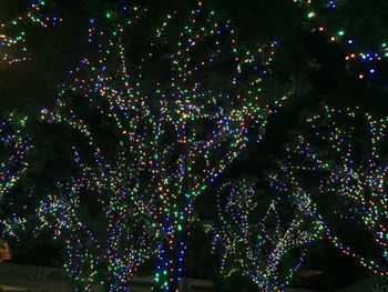 Illuminated christmas tree at night