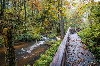 Scenic view of river amidst trees