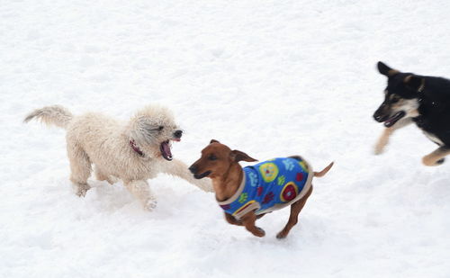 Dogs playing with snow