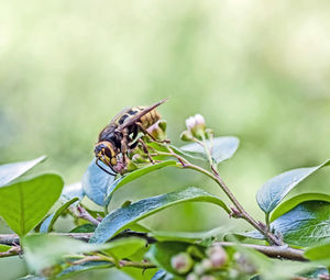 Big dangerous hornet collects nectar, macro