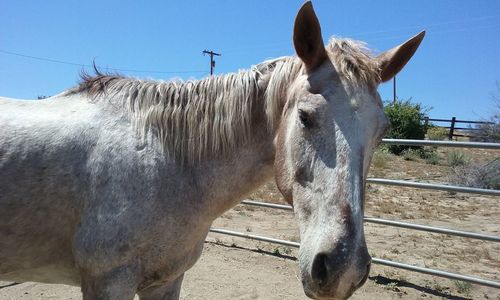 Close-up of horse standing on field against clear sky