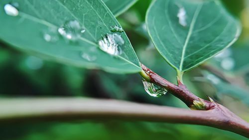 Close-up of raindrops on leaf