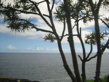 Scenic view of sea and trees against sky