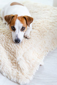 Close-up portrait of dog resting at home