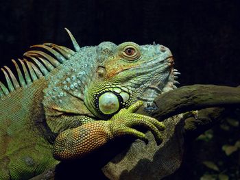 Close-up of iguana