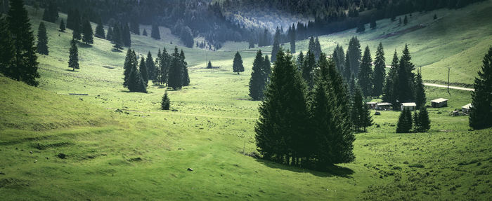 Panoramic view of pine trees in forest