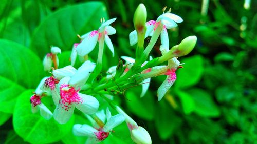 Close-up of flowers blooming outdoors