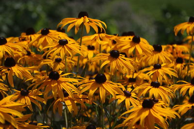 Close-up of yellow daisy flowers