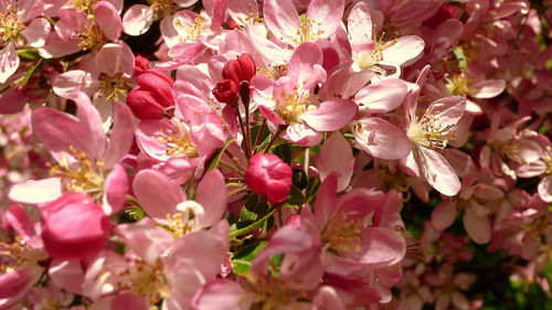 Close-up of pink cherry blossoms