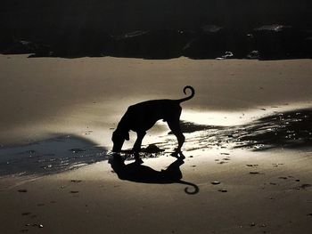 Silhouette of horse in water