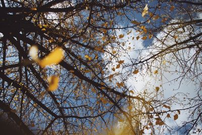 Low angle view of tree against sky