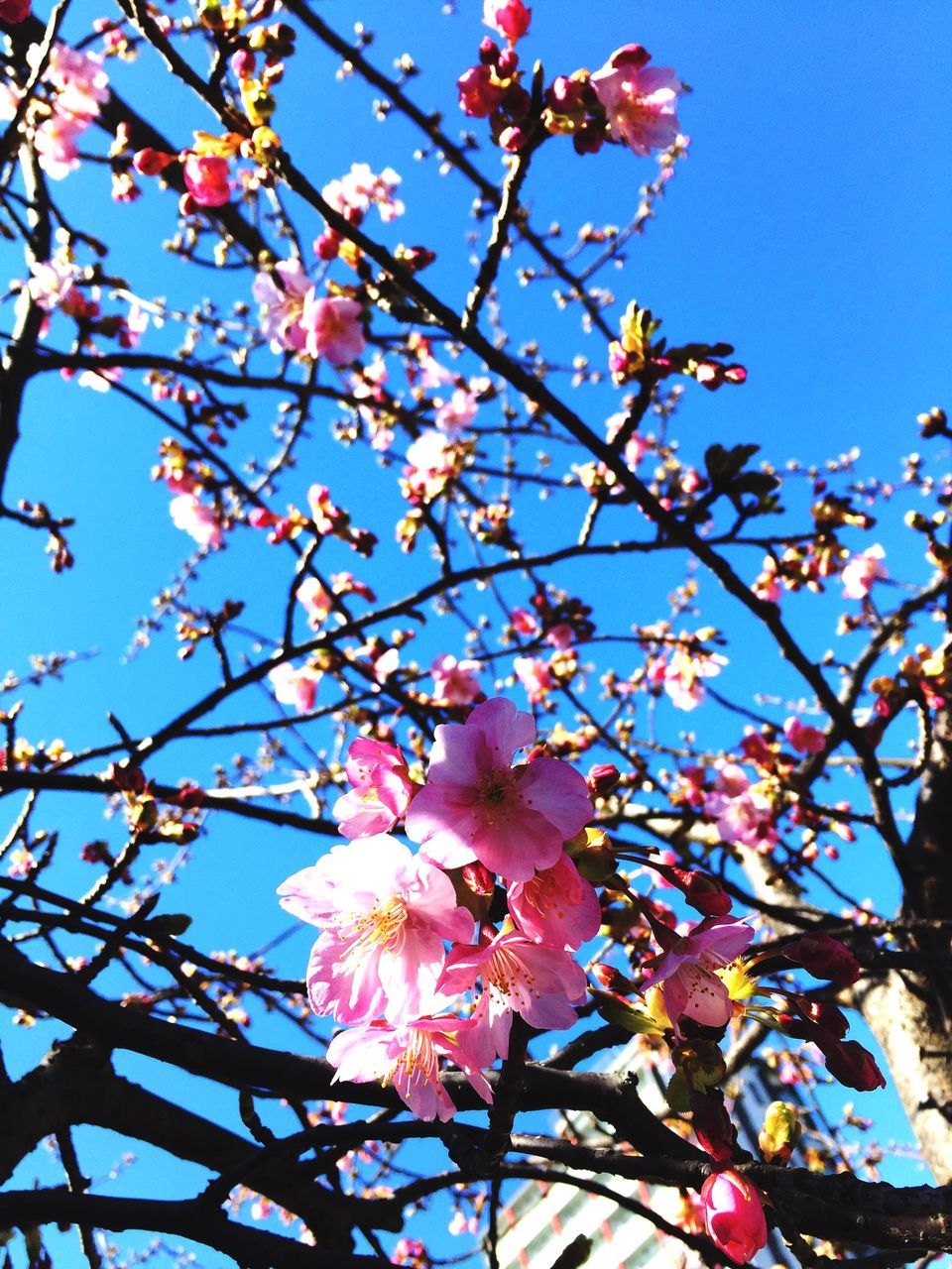 flower, freshness, branch, low angle view, fragility, growth, tree, clear sky, blossom, beauty in nature, pink color, nature, blooming, petal, in bloom, cherry blossom, cherry tree, springtime, blue, sky