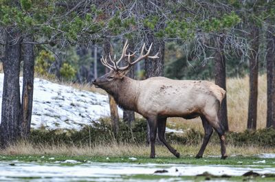 Deer in a forest