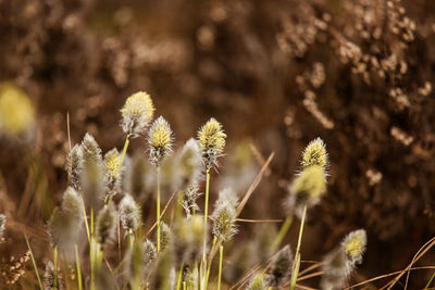 A beautiful cotton grass in a swamp in early spring