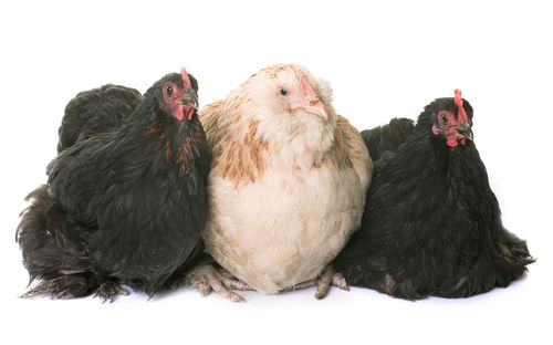 Chickens against white background