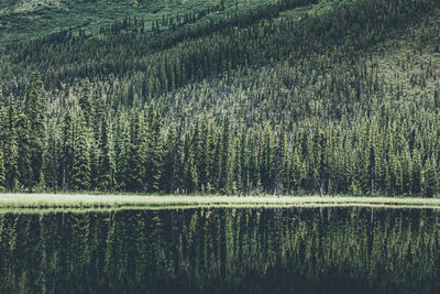 Scenic view of lake by trees