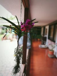 Close-up of purple flowers