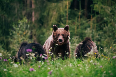 Portrait of bear in forest