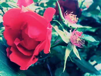 Close-up of red rose