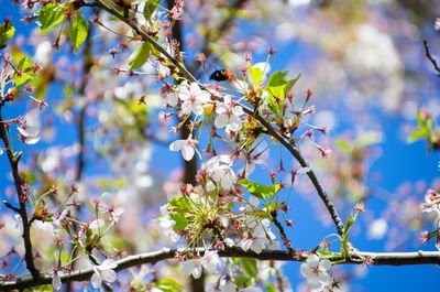 Low angle view of cherry blossoms in spring