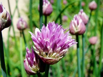 Close-up of pink flowering plant