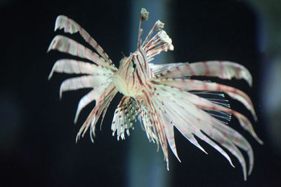 Close-up of flower in the sea