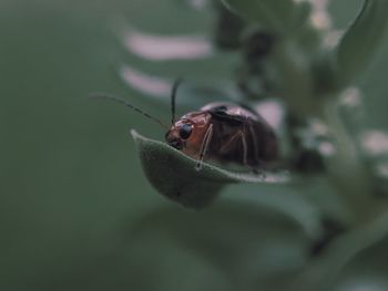 Close-up of insect on leaf