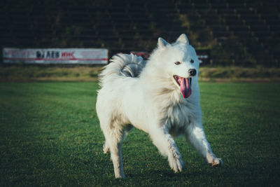 White dog standing on field