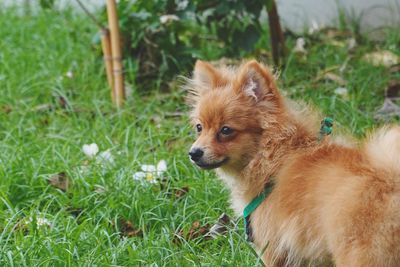 Dog looking away on field