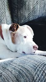 Close-up of dog relaxing on sofa