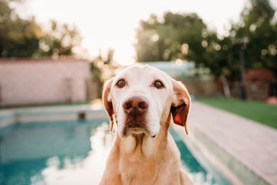 Close-up of dog