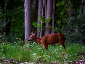 Deer standing on field