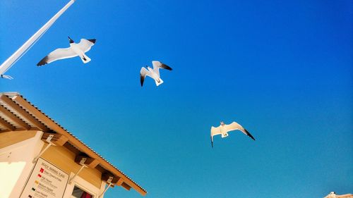 Low angle view of seagulls flying in sky