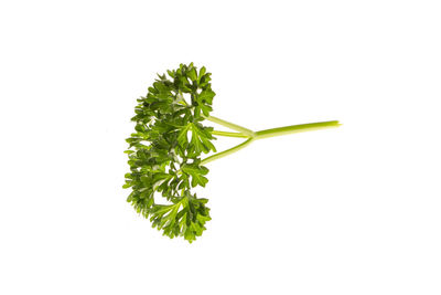 Close-up of leaf against white background