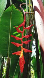 Close-up of red flowering plant