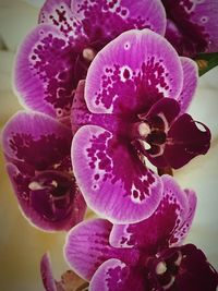 Close-up of flower blooming outdoors