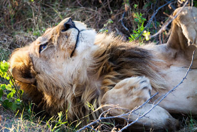 Close-up of lion lying on field