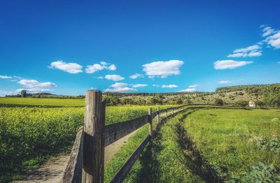 Scenic view of agricultural field against blue sky