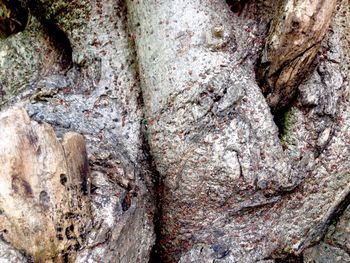 Full frame shot of tree trunk