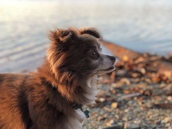 Dog looking away on beach