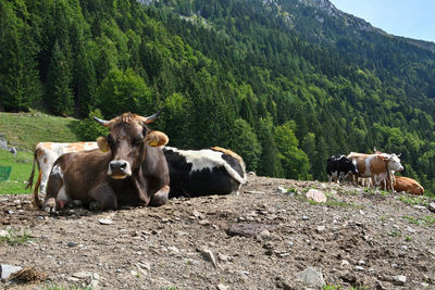 Cows in a field