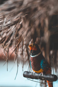 Close-up of bird perching on feeder