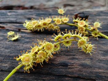 Close-up of yellow flowering plant