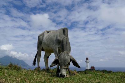 Low angle view of cow and lighthouse