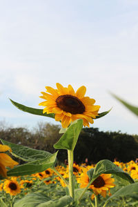 Close-up of yellow sunflower against sky