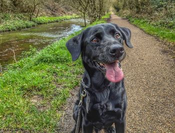 Portrait of black dog sitting on land